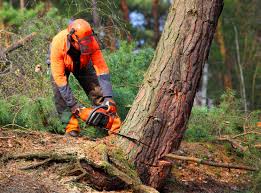 Carpentersville, IL Tree Removal and Landscaping Services Company